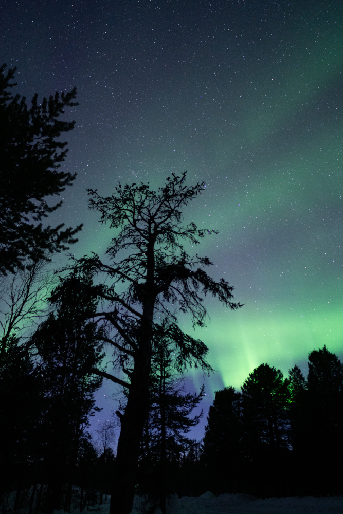 Aurora boreal de fons amb la silueta d’un arbre solitari, a Kiruna, Suècia.