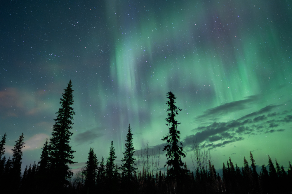 Aurora boreal als boscos de la Lapònia sueca, a Kiruna.