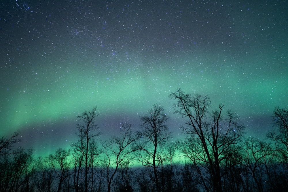 Aurora boreal suau emergint entre arbres amb la Via Làctia de fons. Lapònia sueca.