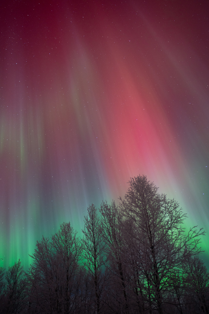 Aurora boreal de tons vermells cobrint completament el cel a Lapònia, a Kiruna.