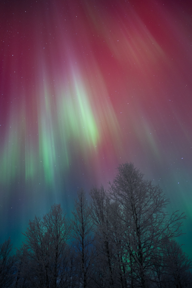 Aurora boreal amb tonalitats vermelles i verdes al cel de Lapònia sueca, a Kiruna.