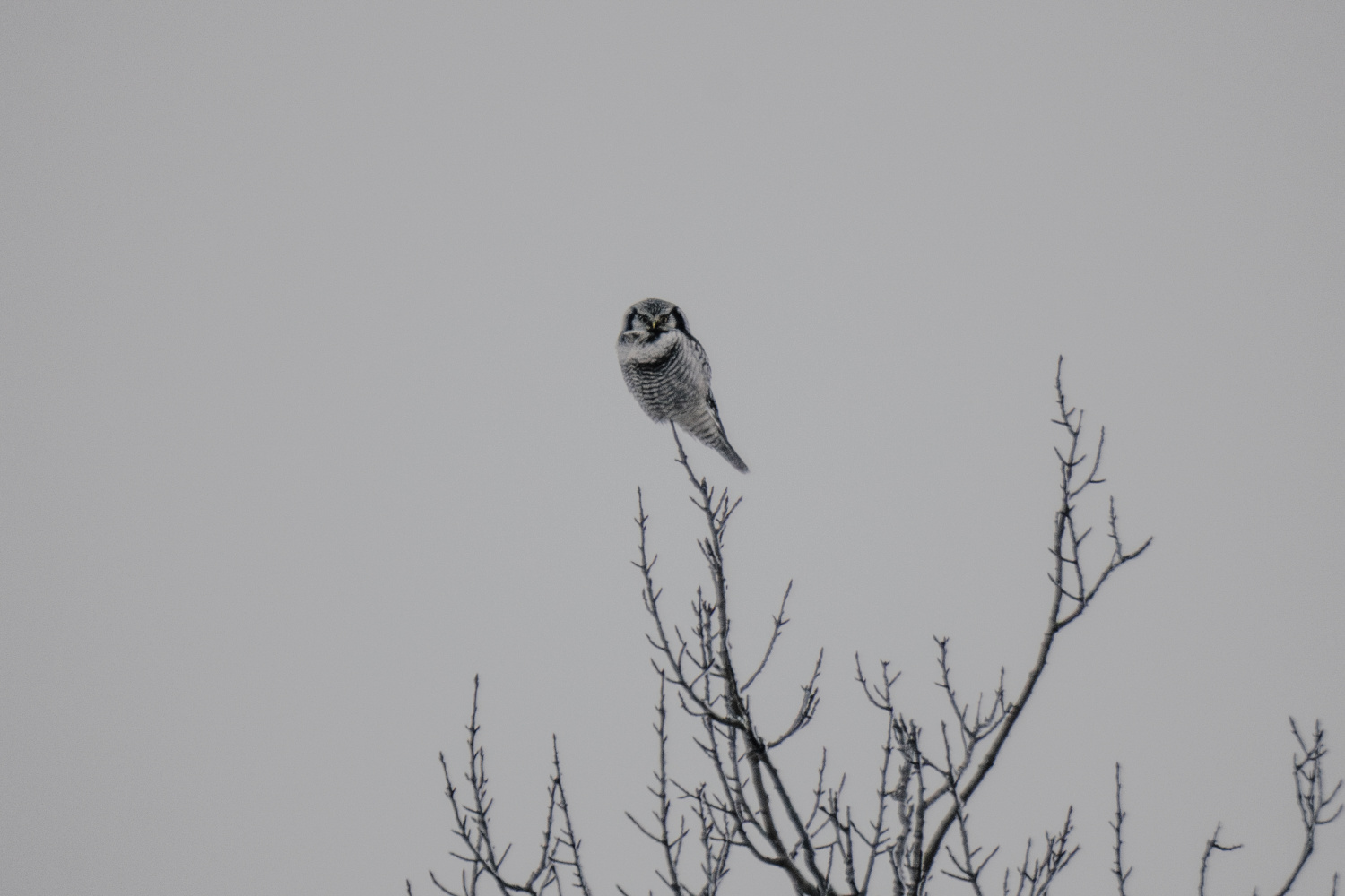 Mussol de l'espècie hawk owl reposant en una branca, capturat en un dia gris.