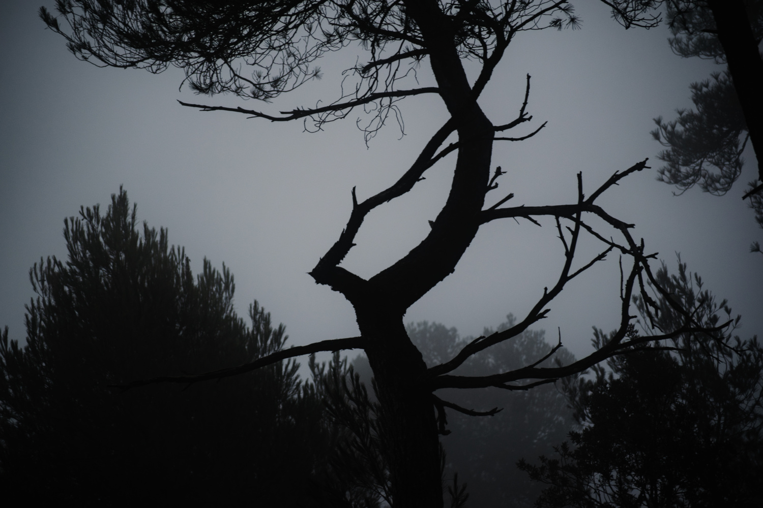 Silueta d’un tronc d’arbre quan cau la nit, creant una atmosfera misteriosa en el bosc. Fotografia feta a la muntanya de Montserrat.