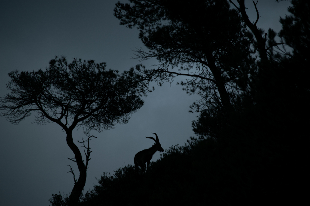 Silueta d’una cabra caminant pel coll de Can Maçana, a la muntanya de Montserrat.