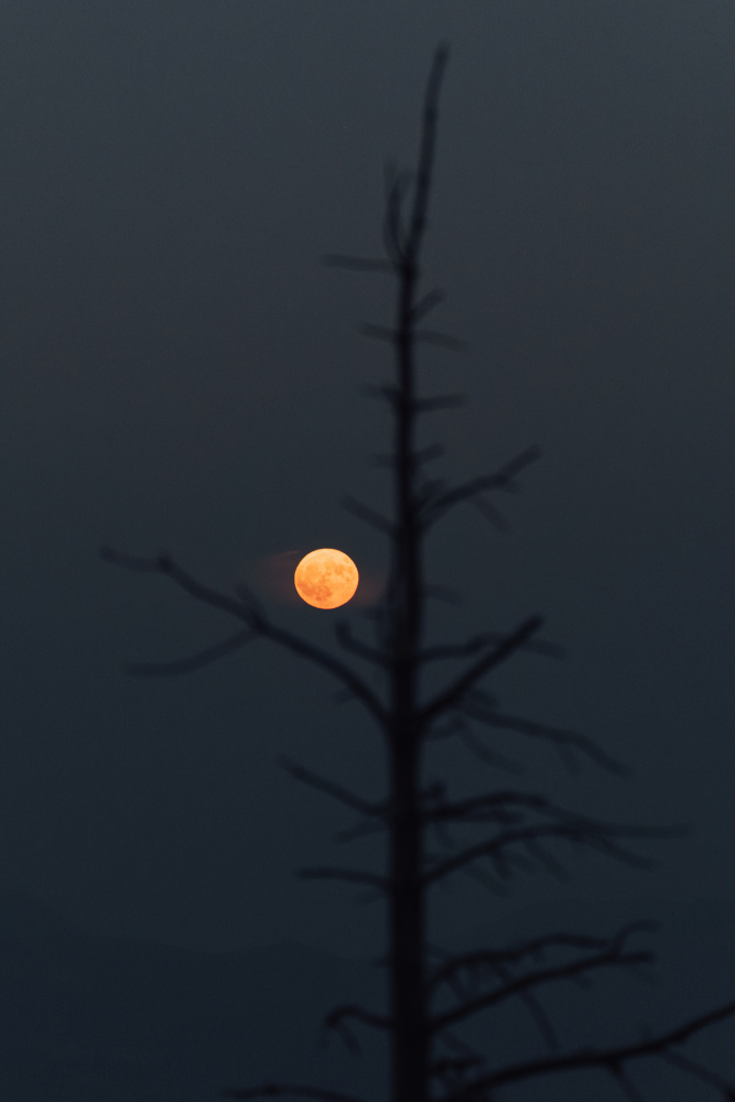 Lluna taronja sortint darrere un arbre al Port del Comte.