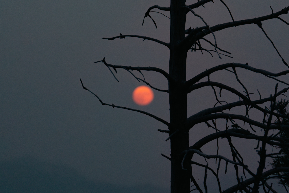Lluna plena taronja sortint al costat d’un arbre al Port del Comte.