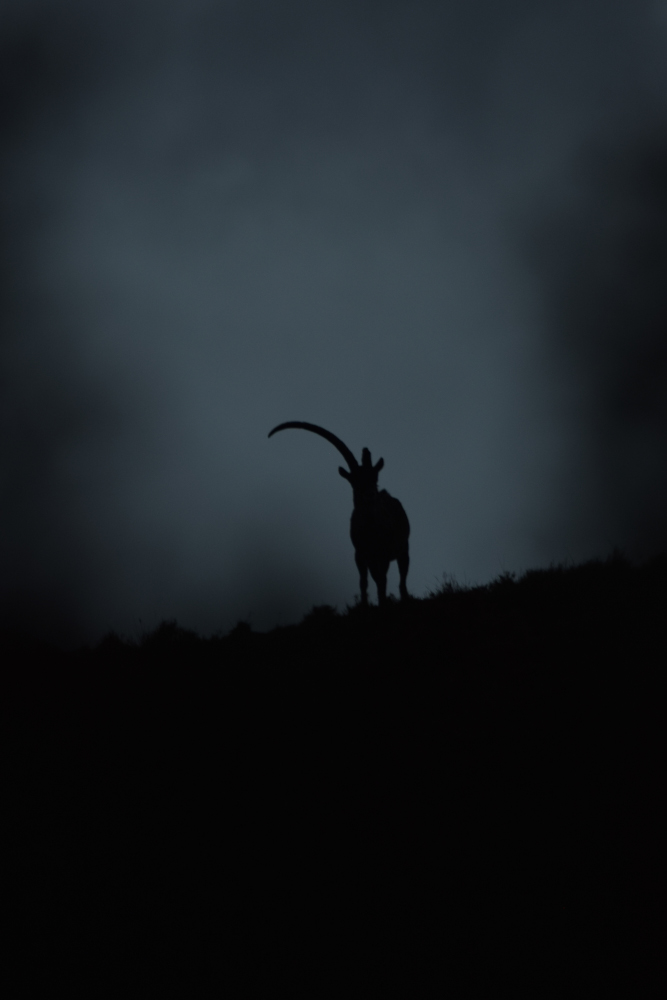 Silueta d’una cabra amb una sola banya a Montserrat.
