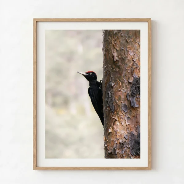 Picot negre